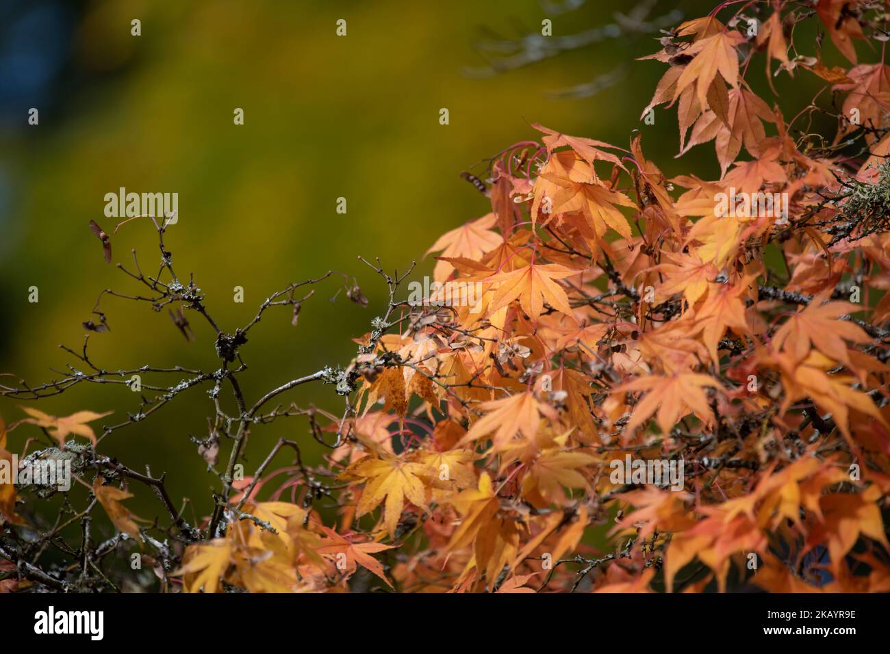 Close up of orange leaves on a Japanese maple (acer palmatum) tree in ...