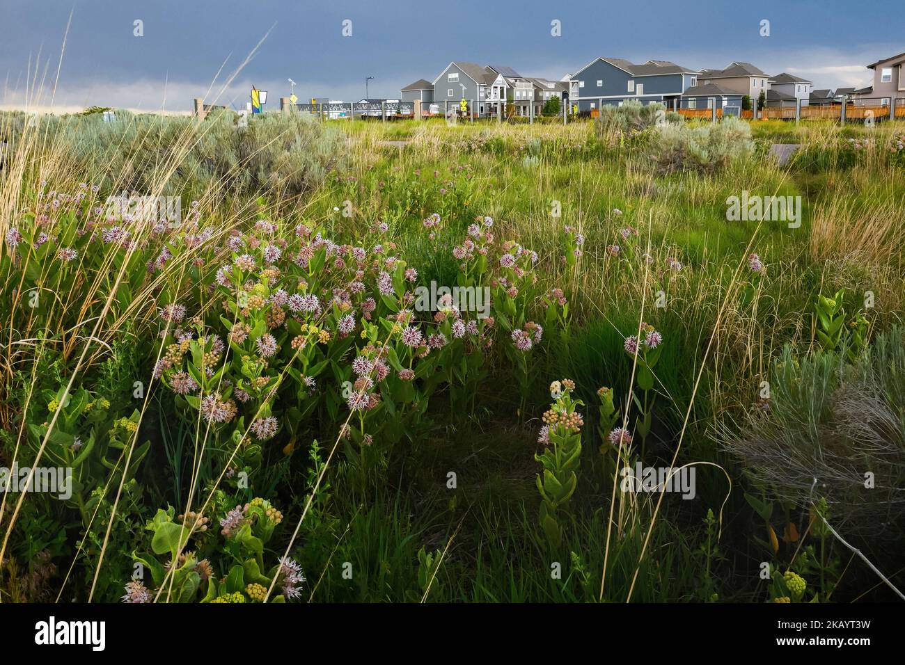 Showy Milkweed flowers blooming in a field across the street from a residential neighborhood at Bluff Lake Nature Center in Colorado. Stock Photo