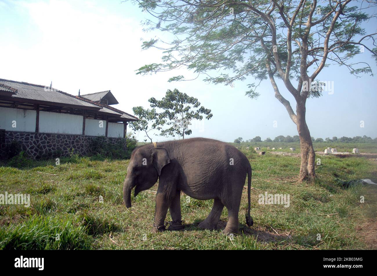 Erin four-year-old Sumatran elephant learned to live with a short trunk in Way Kambas National Park, Lampung, Indonesia on July 16, 2018. The Sumatran elephant Erin was discovered in July 2016 when he was two years old near a residential settlement in the Susukan Baru area of Lampung province, within Way Kambas National Park. She is weak, thin and has pinworms in her intestines. The short trunk creates an obstacle in reaching food, pushing, and drinking and the handler must give extra care for Erin. (Photo by Dasril Roszandi/NurPhoto) Stock Photo