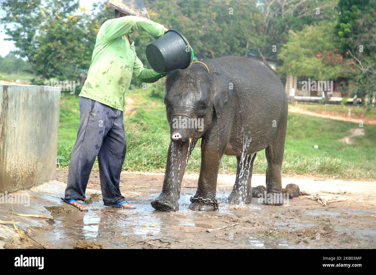Erin four-year-old Sumatran elephant learned to live with a short trunk in Way Kambas National Park, Lampung, Indonesia on July 16, 2018. The Sumatran elephant Erin was discovered in July 2016 when he was two years old near a residential settlement in the Susukan Baru area of Lampung province, within Way Kambas National Park. She is weak, thin and has pinworms in her intestines. The short trunk creates an obstacle in reaching food, pushing, and drinking and the handler must give extra care for Erin. (Photo by Dasril Roszandi/NurPhoto) Stock Photo