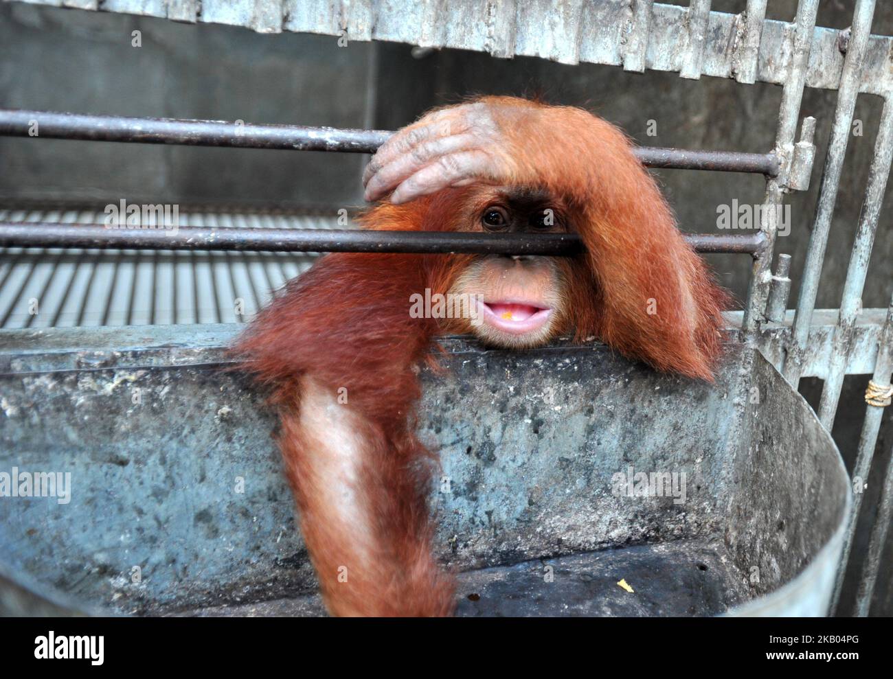 Sumatran orangutant named Otan is translocated to the Lestari Ecosystem Foundation Sumatran Orangutan Conservation Program Otan, in Jakarta, Indonesia, on July 18, 2018. Otan was confiscated by Polda Metro Jaya from illegal keepers in April 2017. (Photo by Dasril Roszandi/NurPhoto) Stock Photo