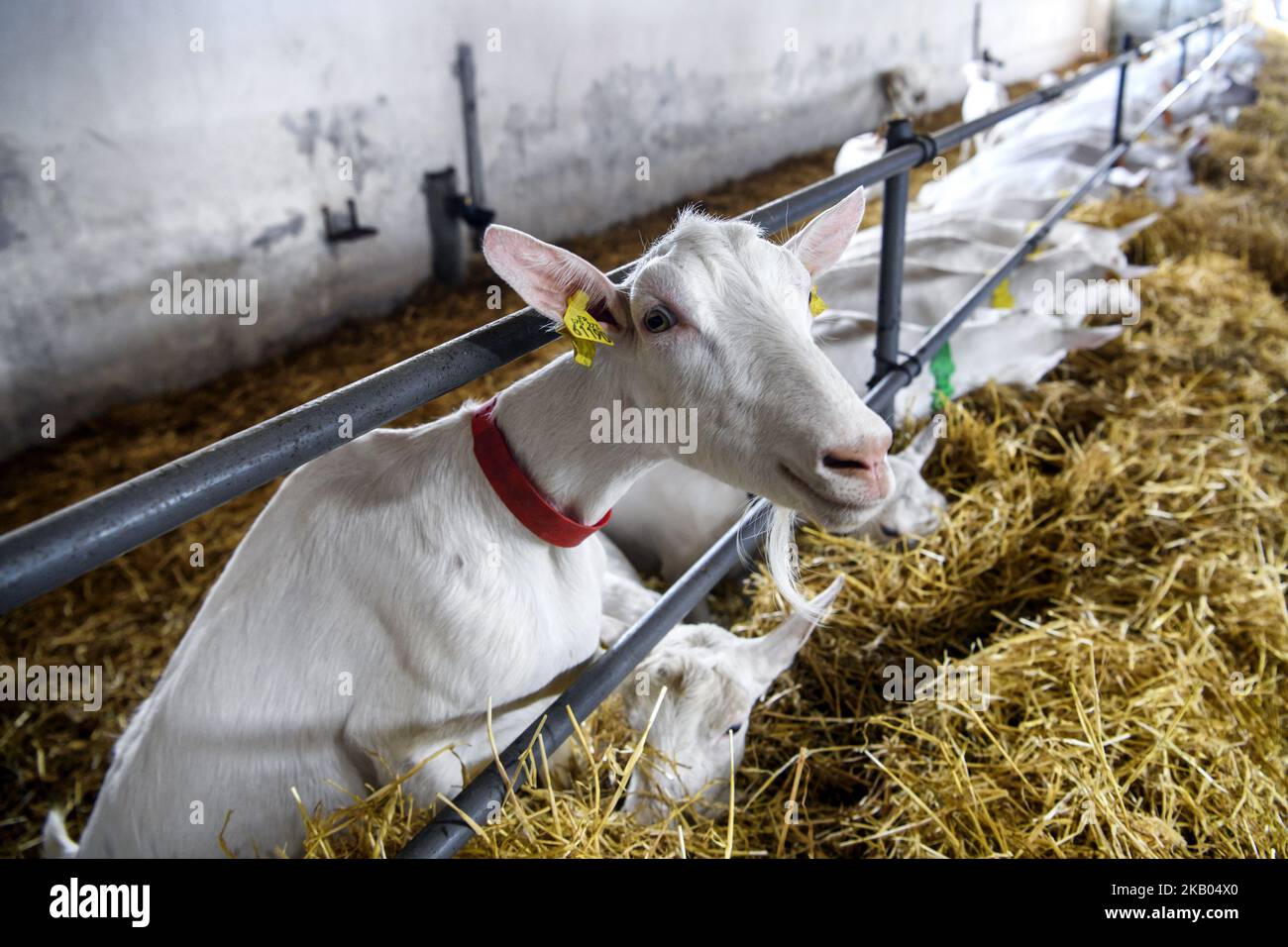 Goat farm near Kyiv, Ukraine, on July 19, 2018. (Photo by Maxym Marusenko/NurPhoto) Stock Photo