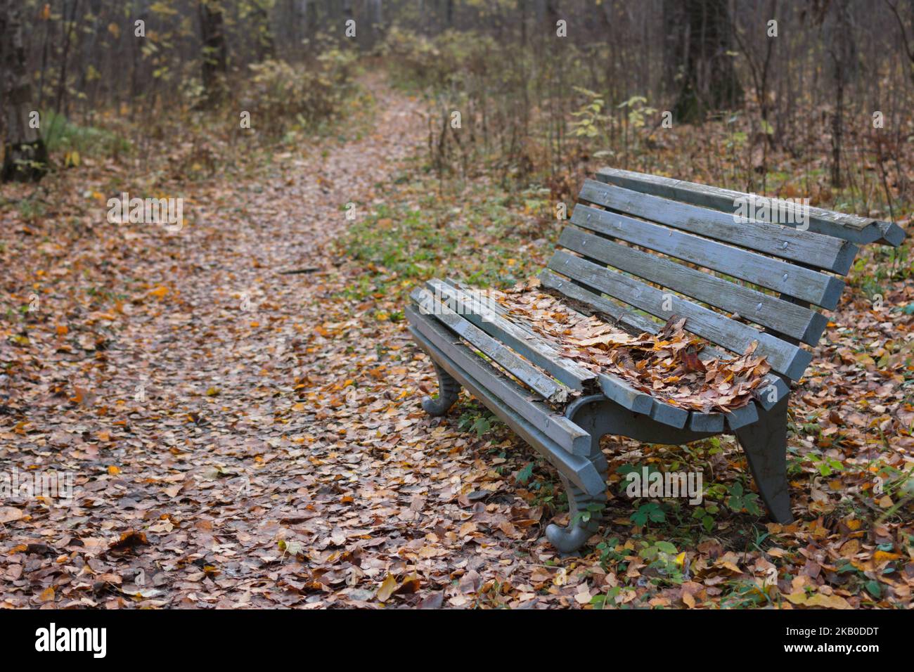 Blue bench in the autumn park Stock Photo