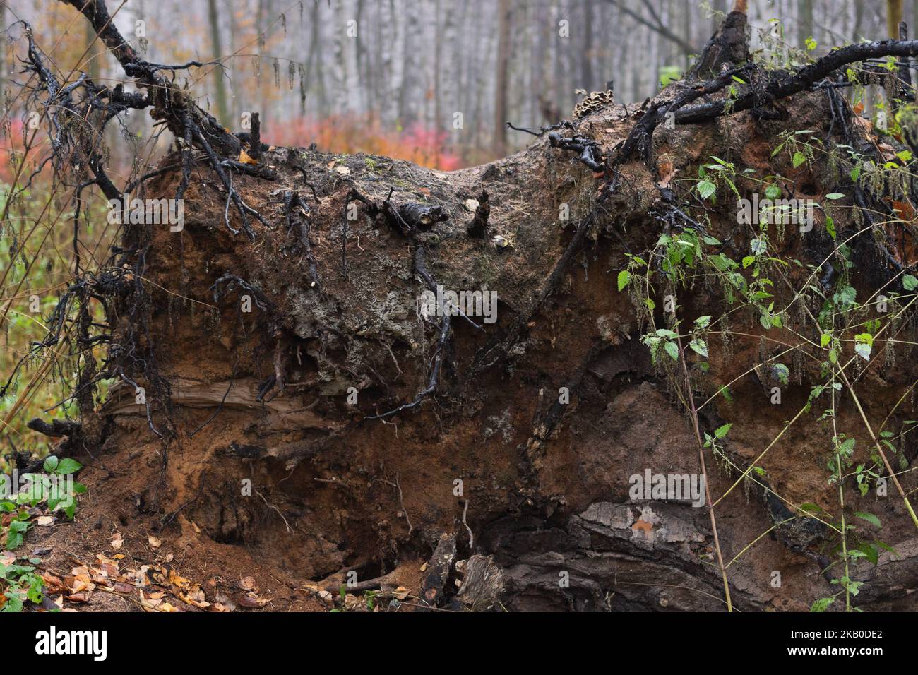 Roots of the falling big tree to earth in time of storm in the autumn ...