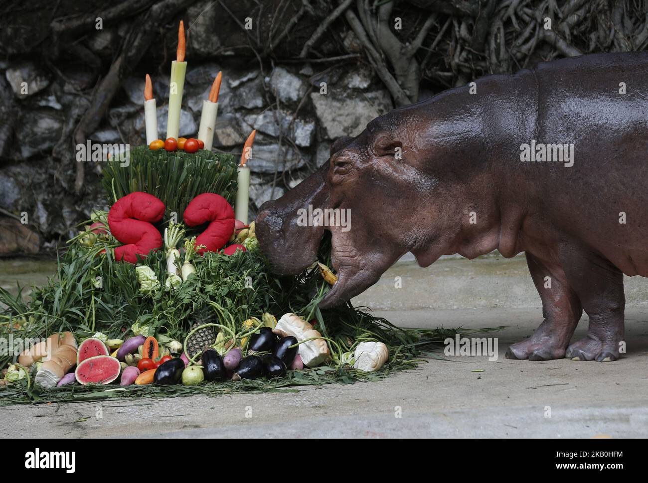 A female hippopotamus named "Mali", which means Jasmine, eats fruits