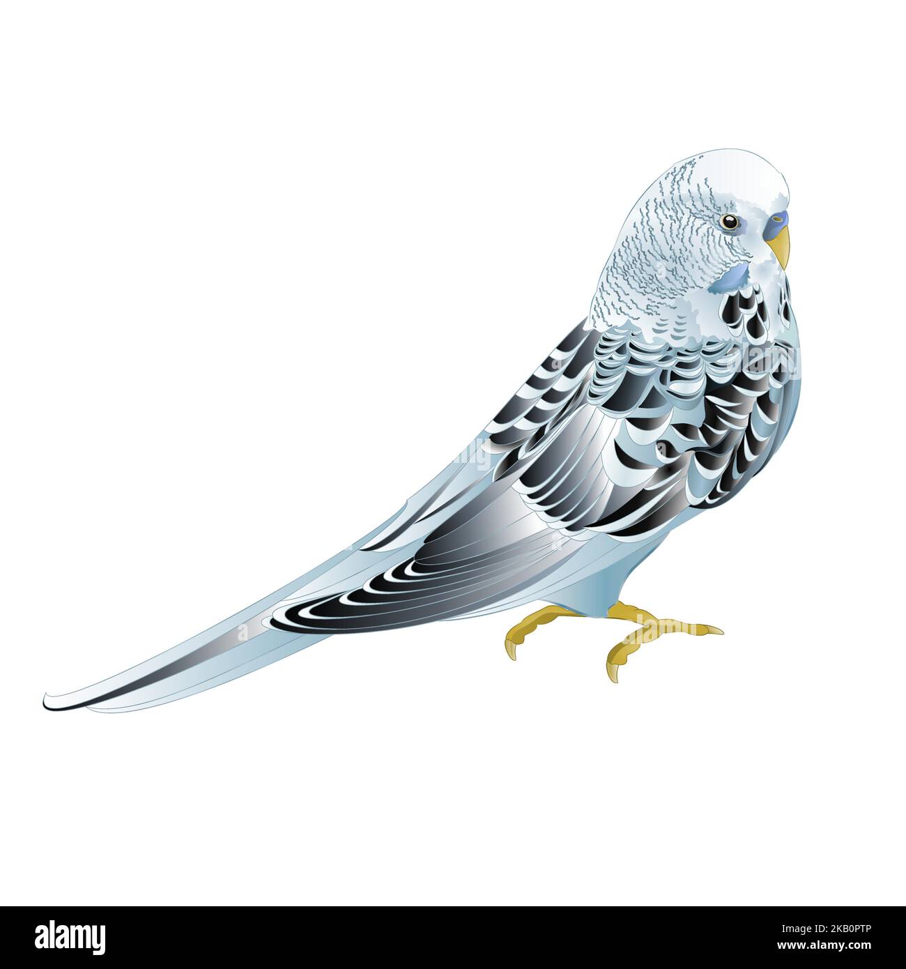 Blue pet parakeet ,Budgerigar, or budgie or shell parakeet home pet on ...