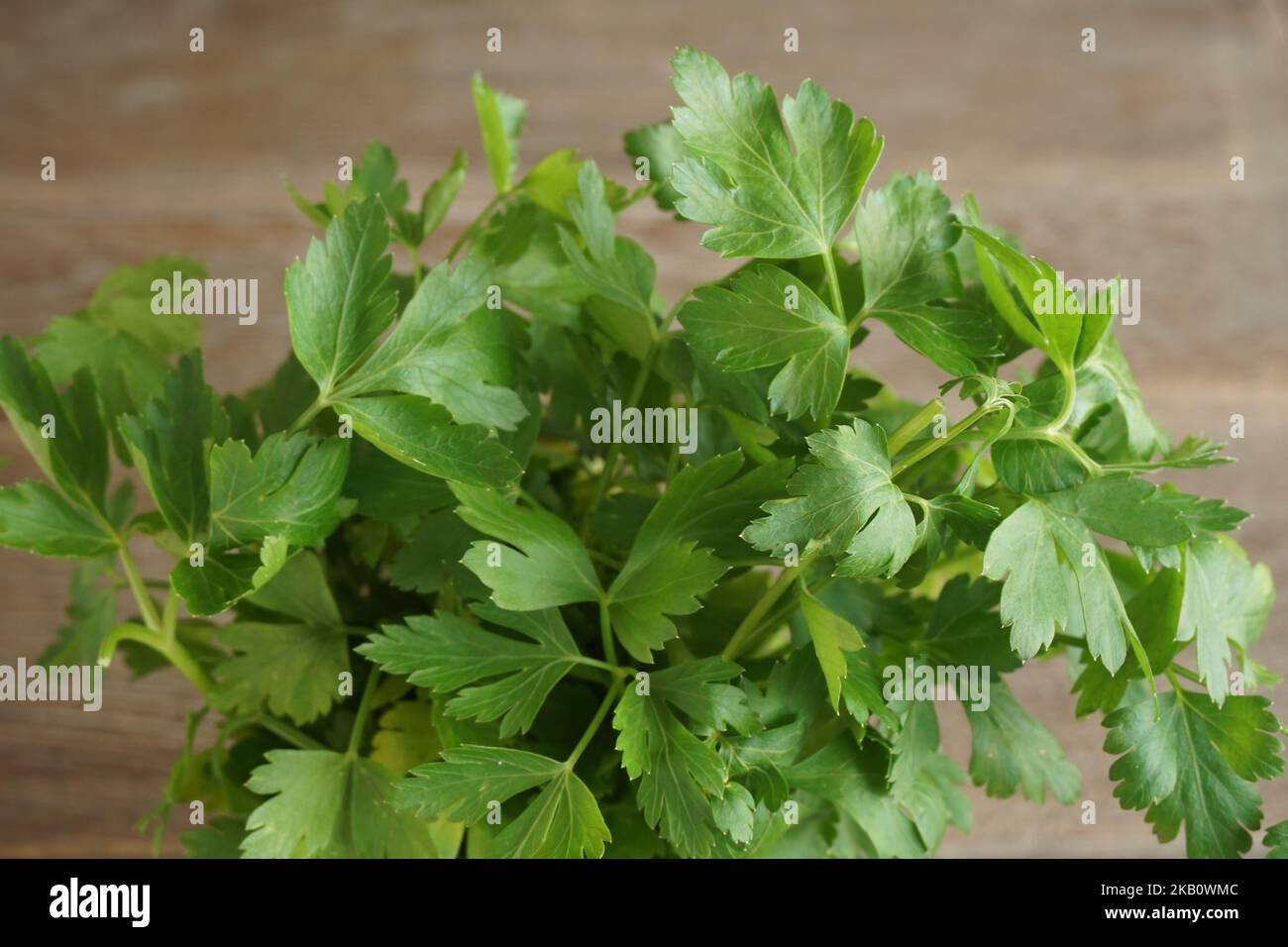 a bunch of parsley, some leaves turn yellow Stock Photo - Alamy