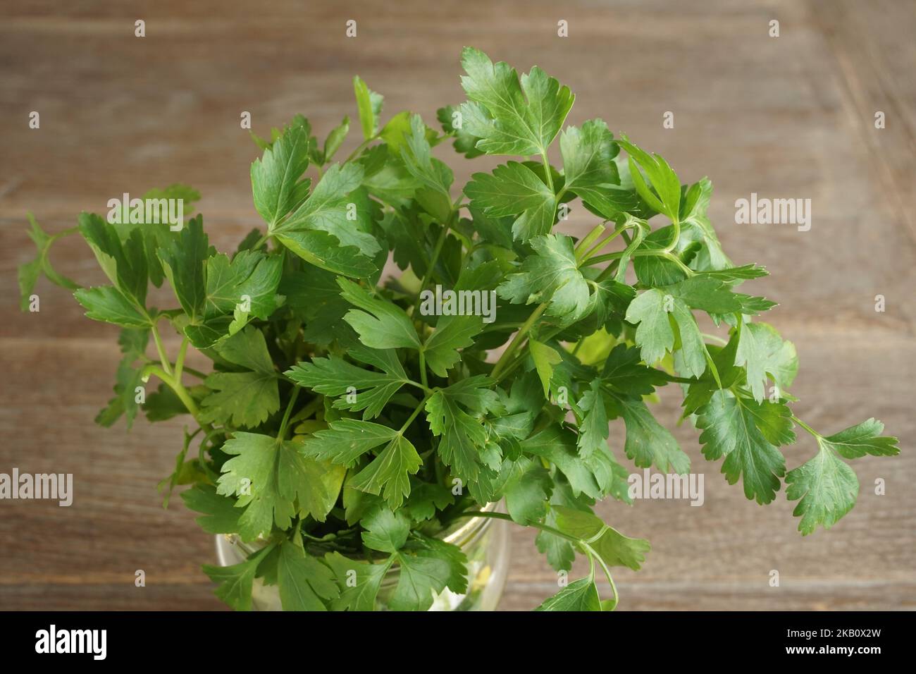 a bunch of parsley, some leaves turn yellow Stock Photo - Alamy