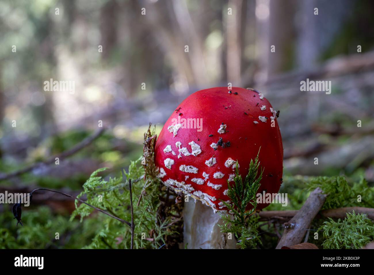 Amanita muscaria. One red toxic mushroom. Fly agaric. Fly amanita. Stock Photo