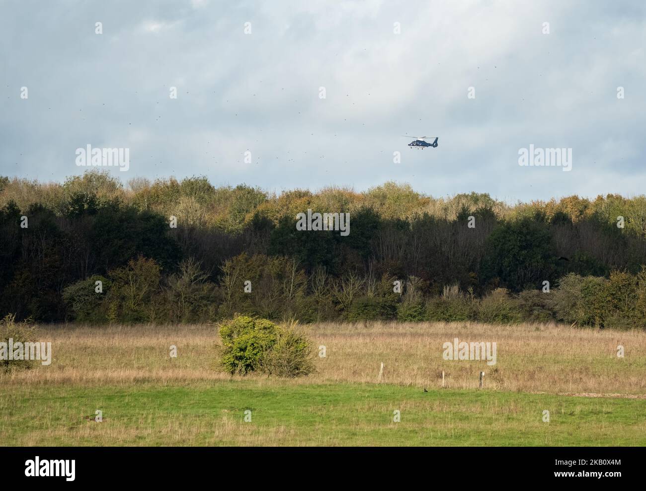 A British SAS Special Air Service Dauphin helicopter (658 squadron, Credenhill) flying low over woodland on a military training exercise, Wiltshire UK Stock Photo