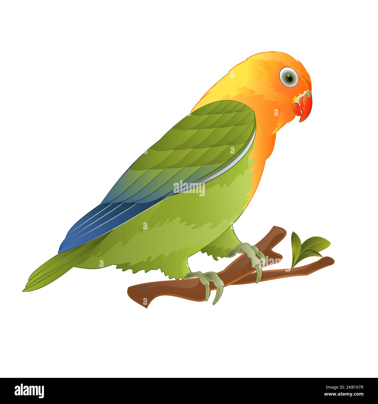 Parrot lovebird Agapornis tropical bird standing on a branch on a white