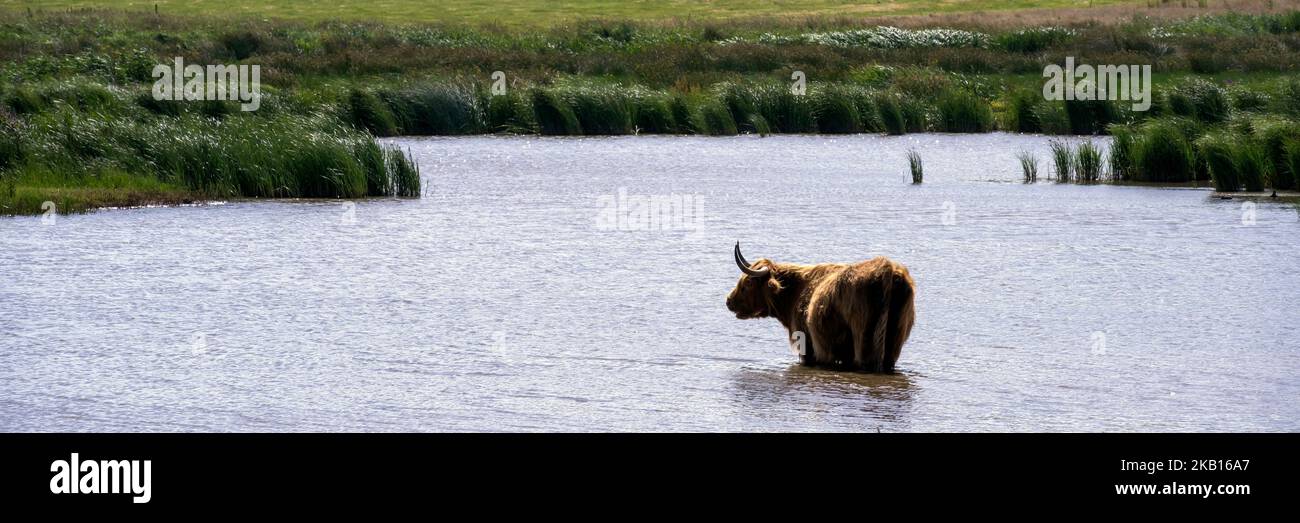 Highland Cow stand into the pool at the lake Stock Photo - Alamy