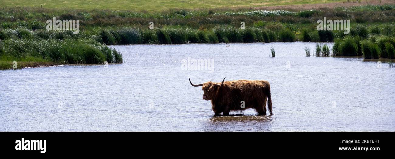 Highland Cow stand into the pool at the lake Stock Photo - Alamy
