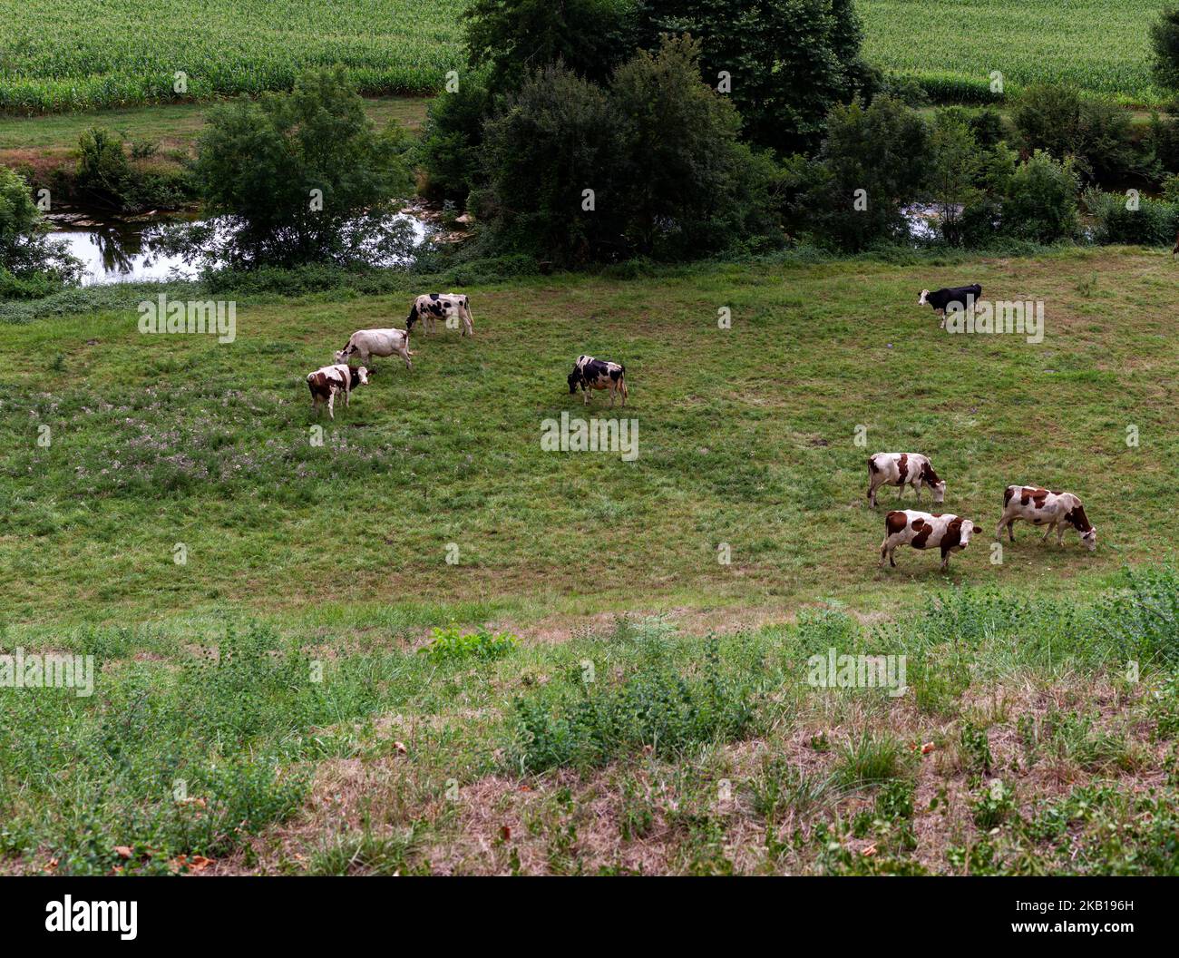 Cows herd grazing on a grass field in the French route of the way of St ...