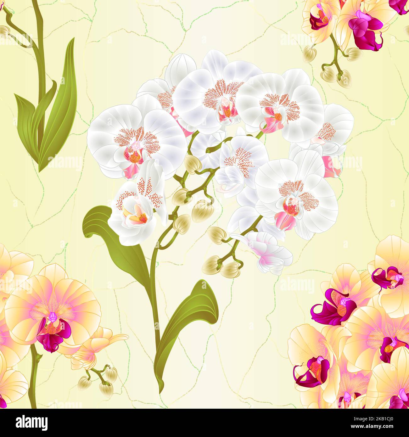 Seamless Texture Branches Orchid Phalaenopsis White And Yellow Flowers