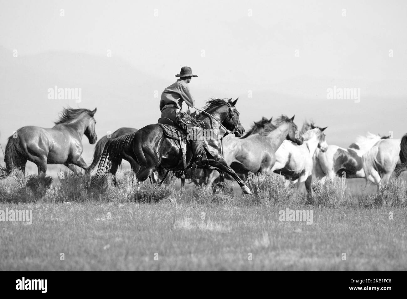 Free Gallop in the afternoon Stock Photo - Alamy
