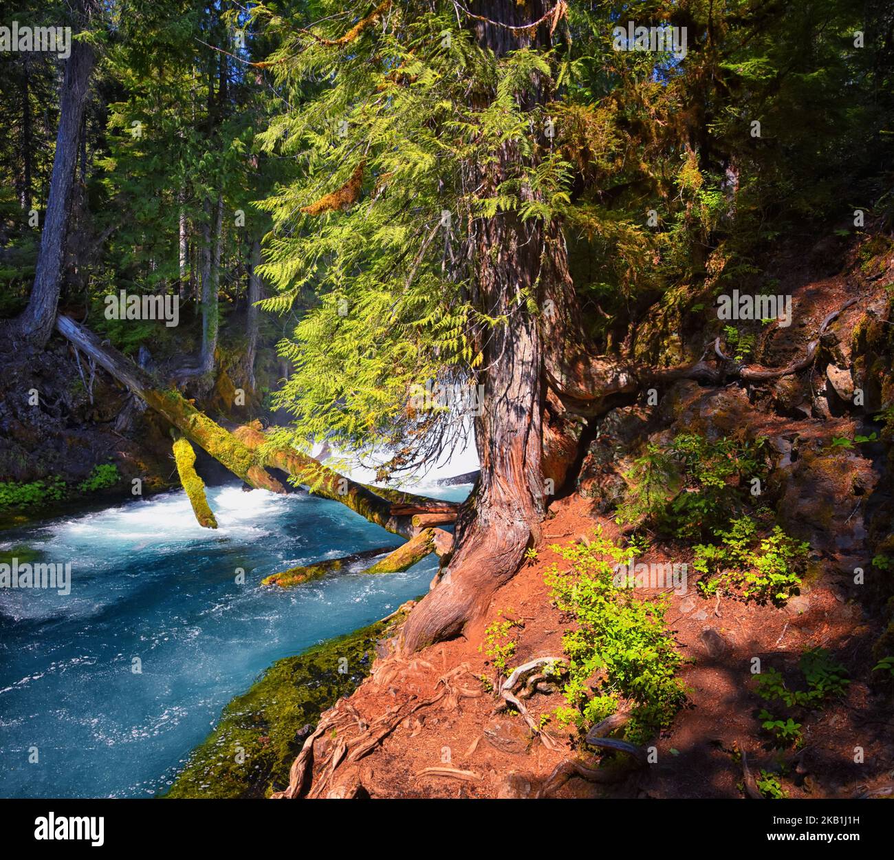 Williamette national forest hi-res stock photography and images - Alamy