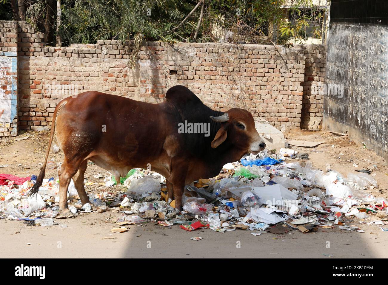 Huge bull on the street Indian city. Around the bull a lot of garbage. Sacred cow. Stock Photo