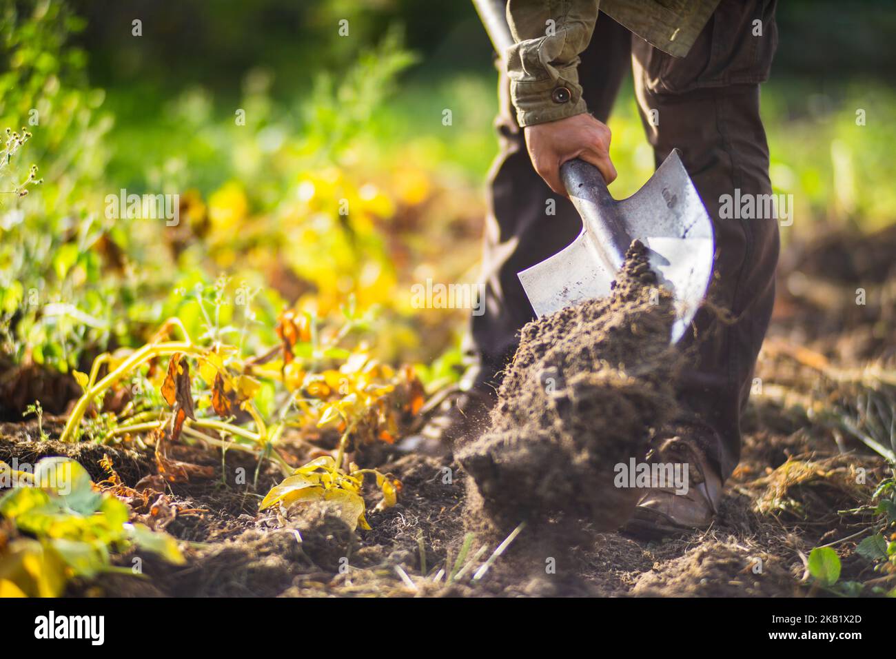 The farmer digs the soil in the vegetable garden. Preparing the soil for planting vegetables