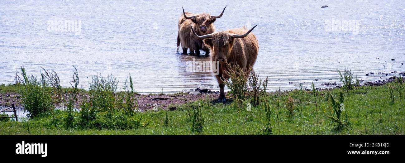 Highland Cow walks out of the pool Stock Photo - Alamy
