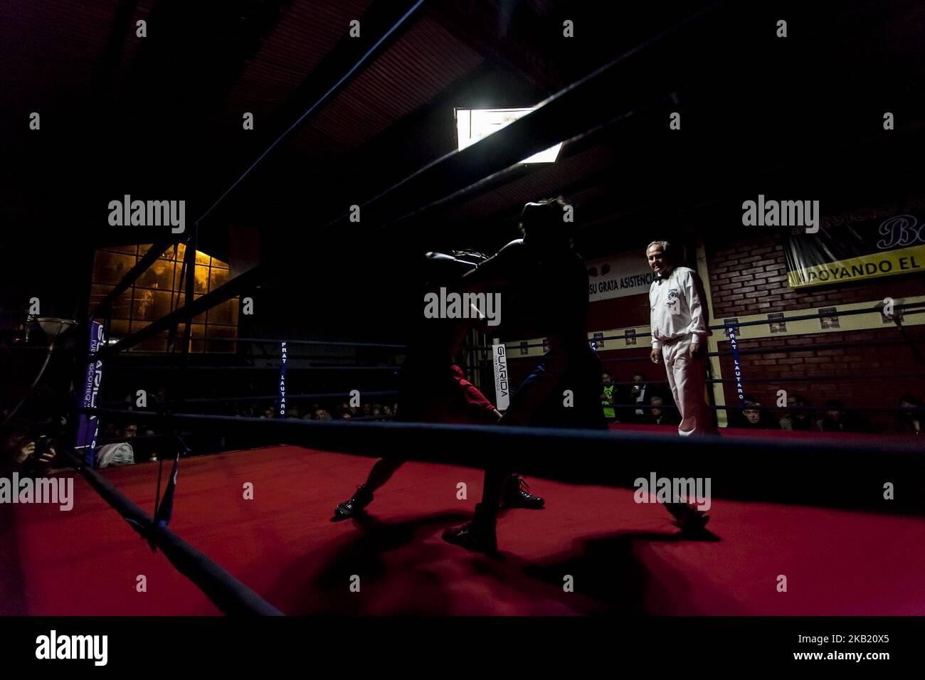 Boxers chile online