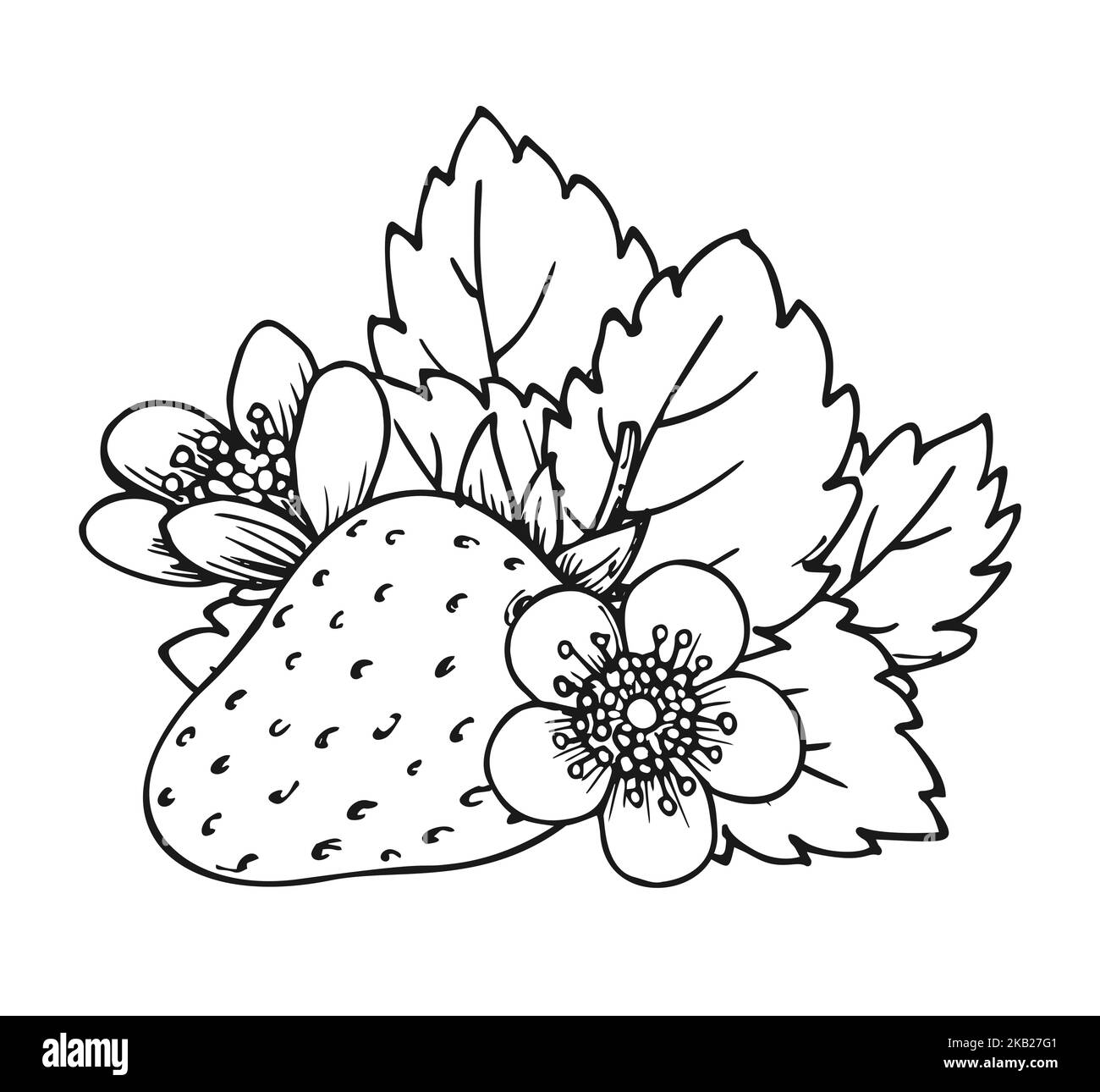 Whole ripe strawberry coloring book page. Flowering bush with single berry flowers and leaves. Wild forest berries. Tasty sweet fruit. Realistic juicy strawberries black white hand drawn sketch Stock Vector