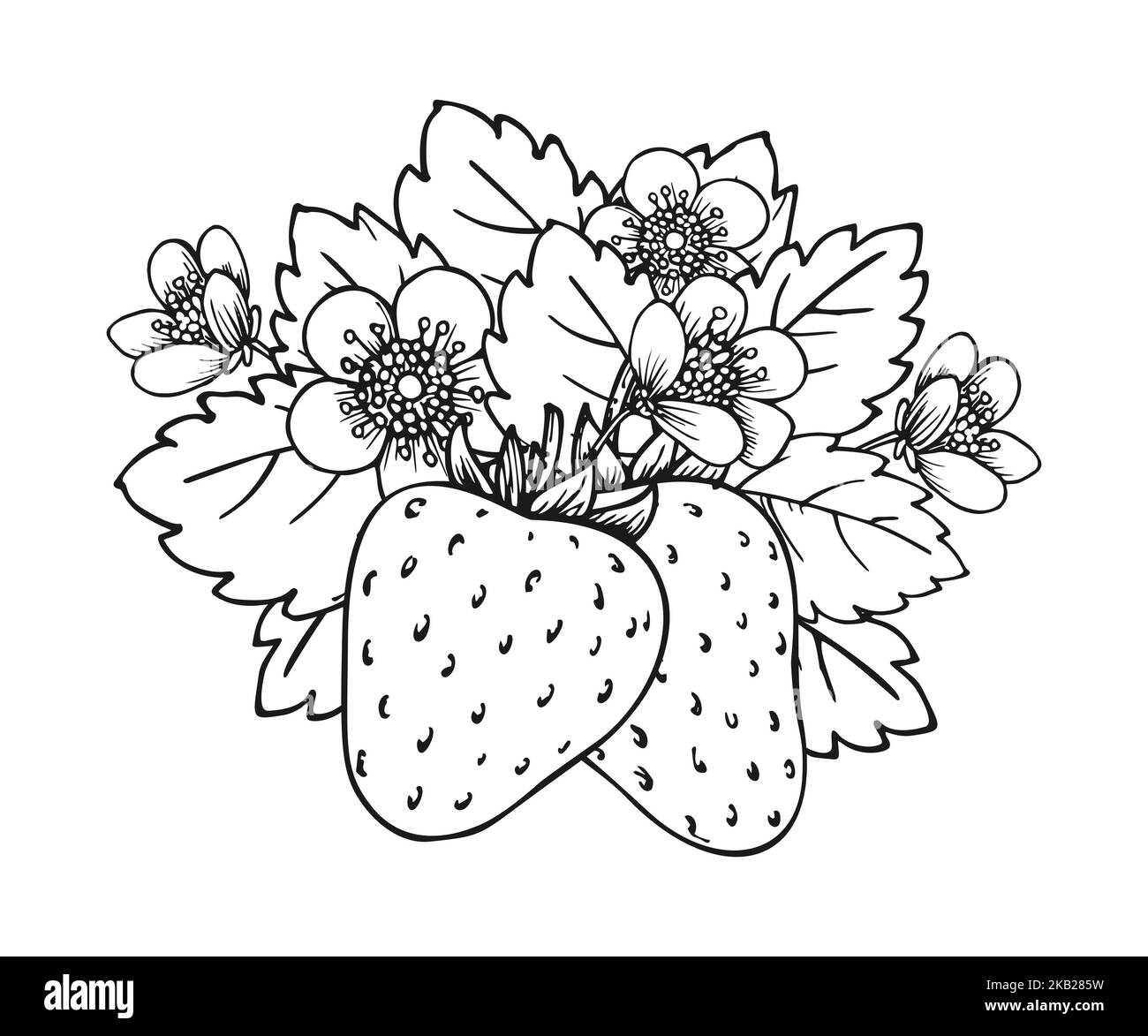 Strawberry blooming bush closeup sketch. Two whole ripe berries with blossom flowers and leaves hand drawn coloring book black and white page. Outline clip art for print greeting card poster patches Stock Vector