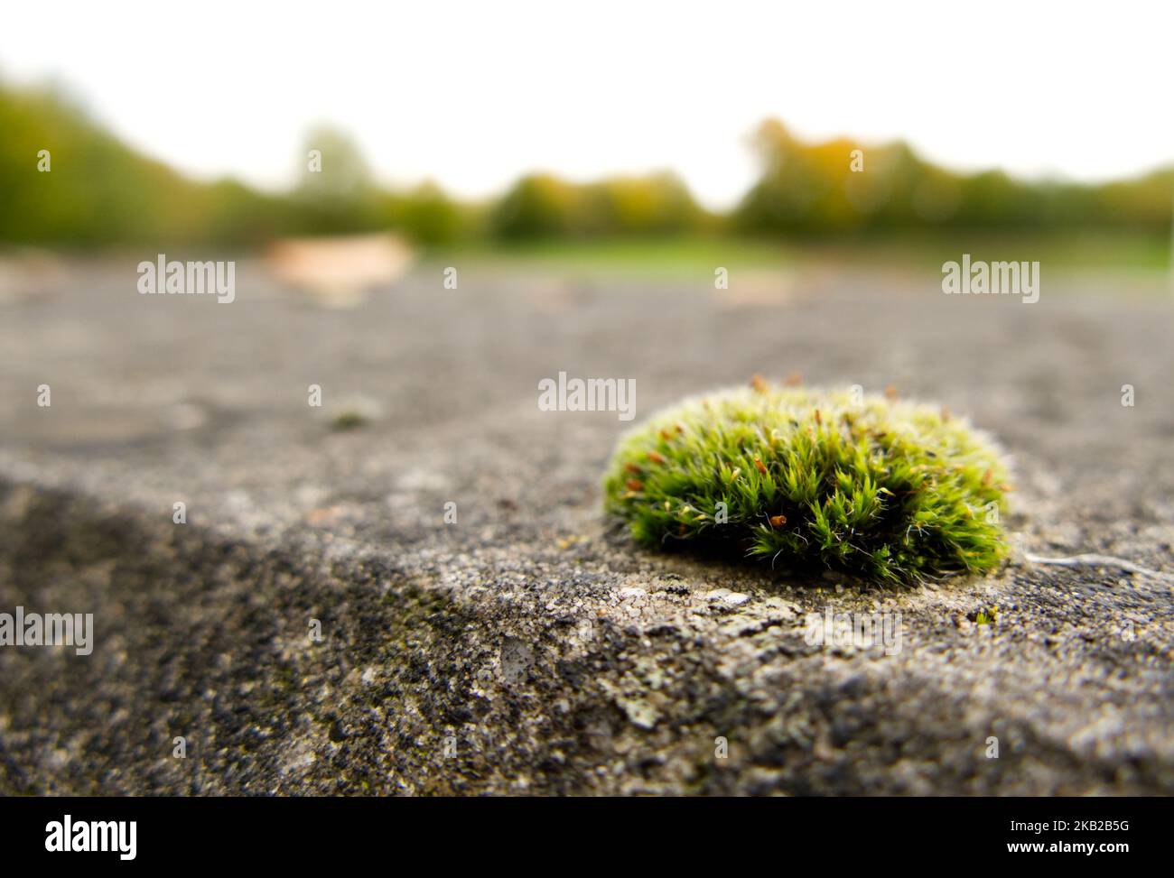 A small clump of moss growing on a weathered concrete wall, with bokeh trees in the background. Short depth of field and selective focus. Stock Photo