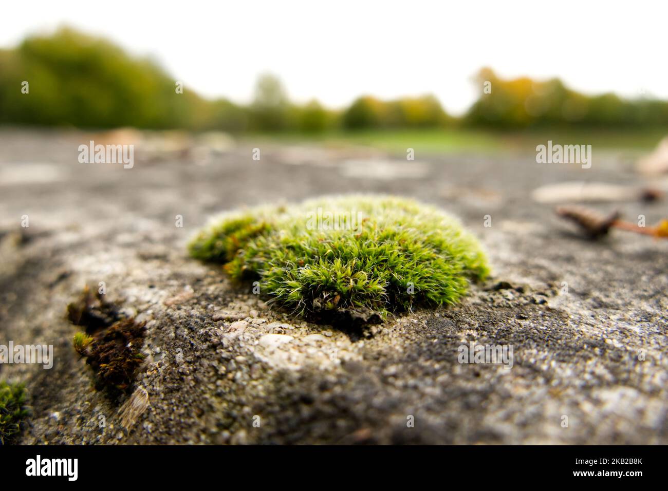 A small patch of moss growing on a weathered concrete wall, with bokeh trees in the background. Stock Photo