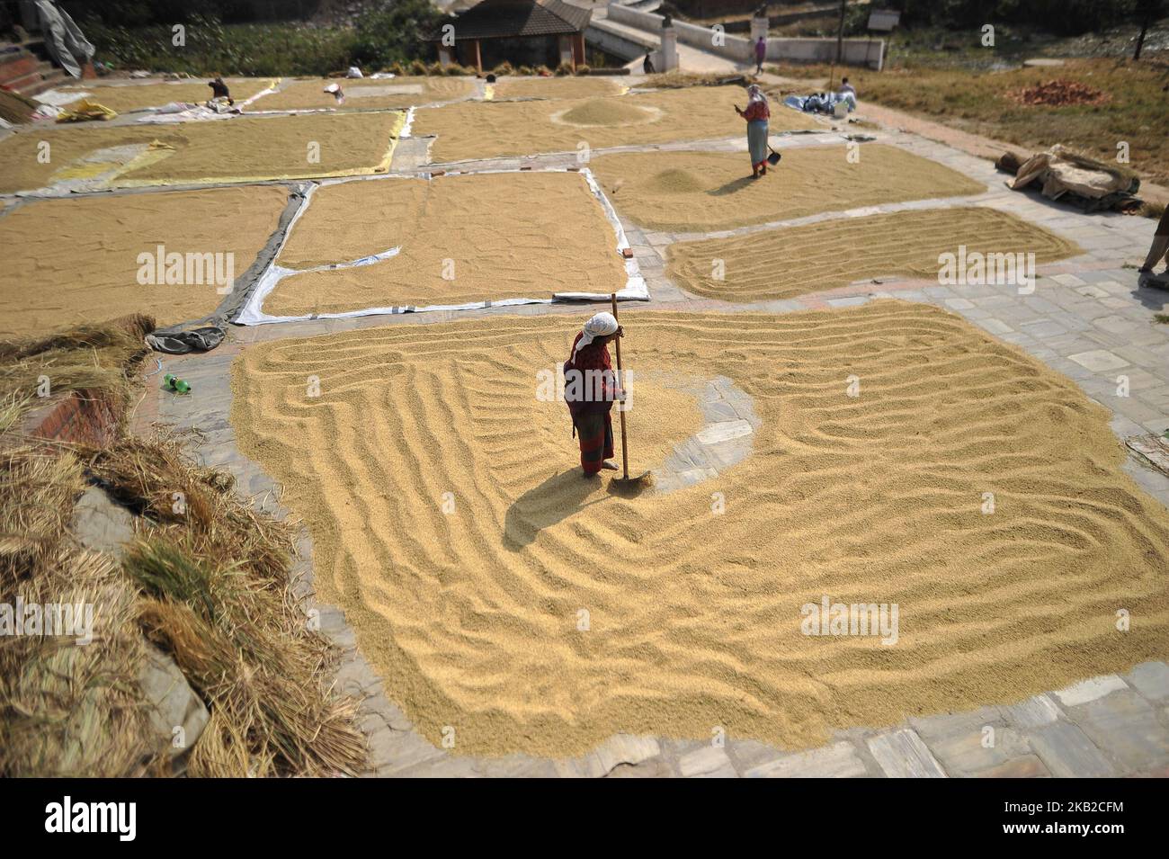 Nepal Crops Rice Farmer bask country hi-res stock photography and images - Alamy