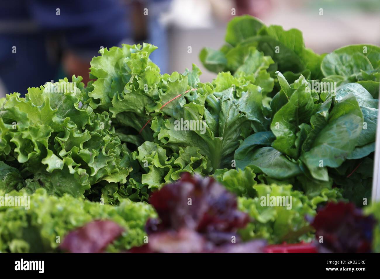 Romaine lettuce on display at a the Union Square Farmers Market in New