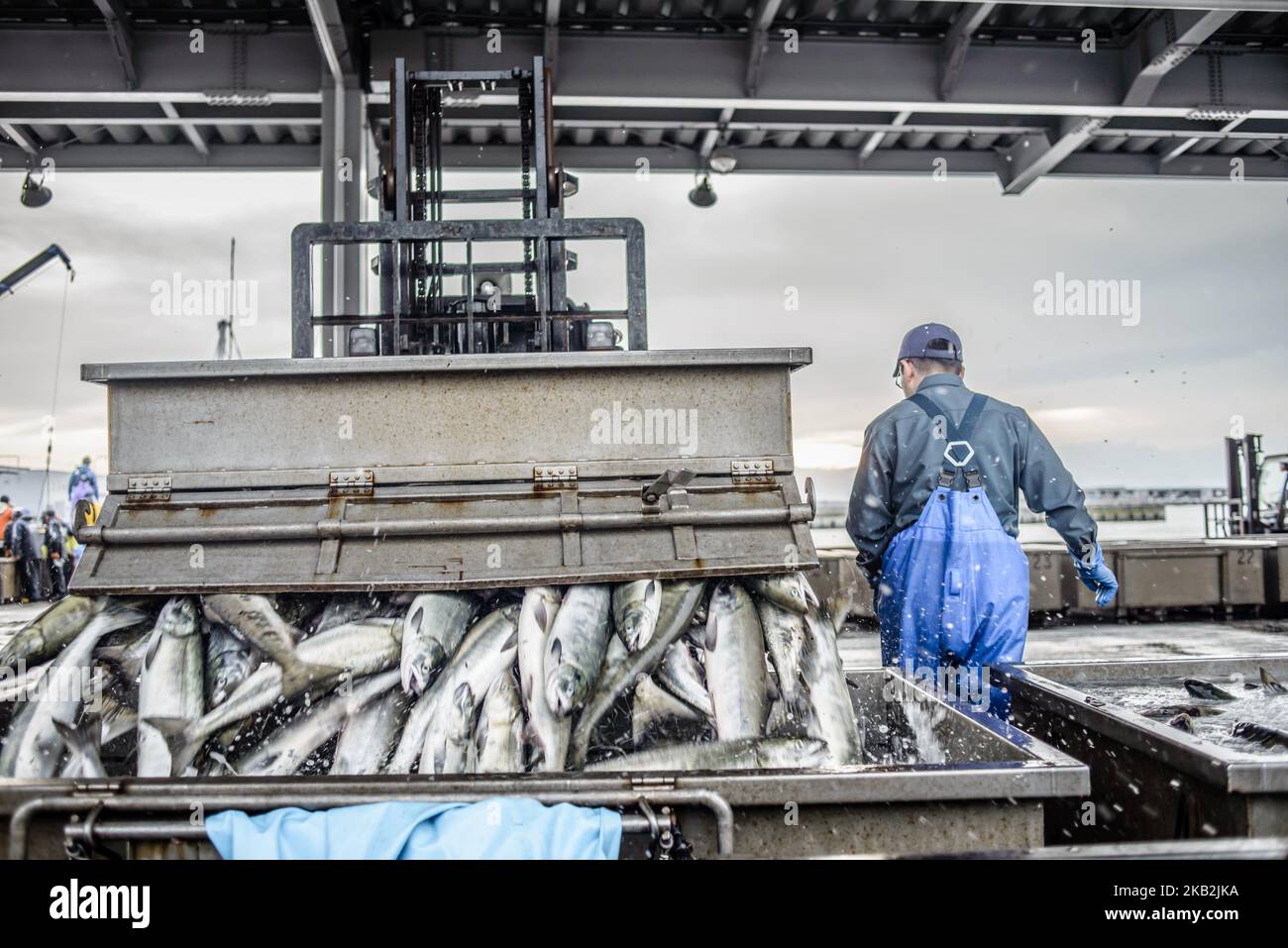 The early morning fish landing and auction at Japan Fisheries