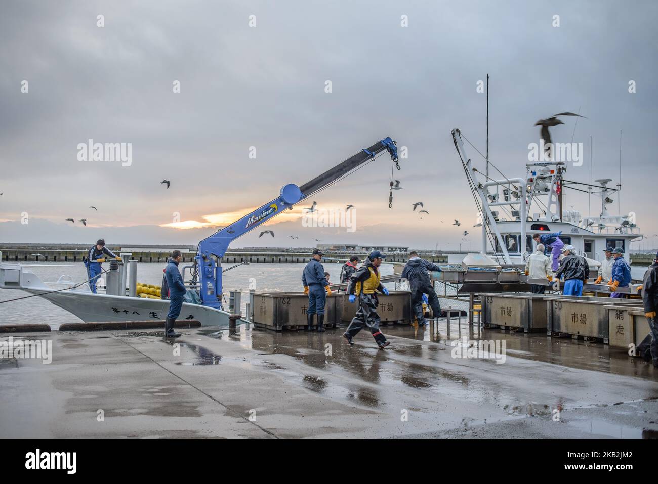 The early morning fish landing and auction at Japan Fisheries
