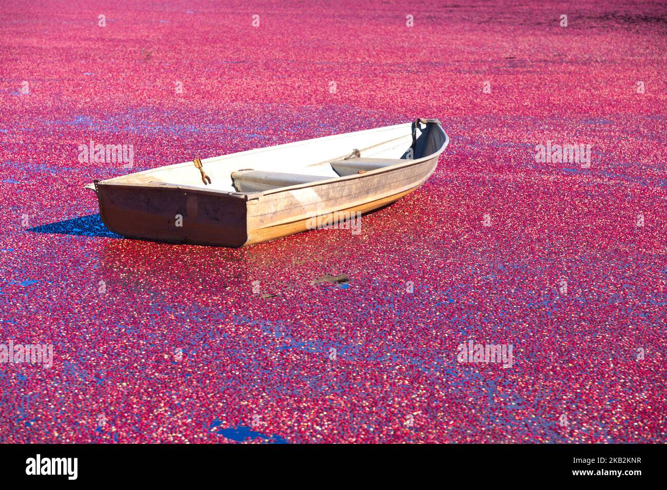 Cranberry Harvest in West Yarmouth, Massachusetts (USA) on Cape Cod. A rowboat amongst a sea of cranberries Stock Photo