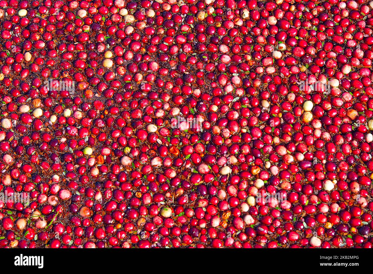 Cranberry Harvest in West Yarmouth, Massachusetts (USA) on Cape Cod. Detail of Cranberries afloat Stock Photo