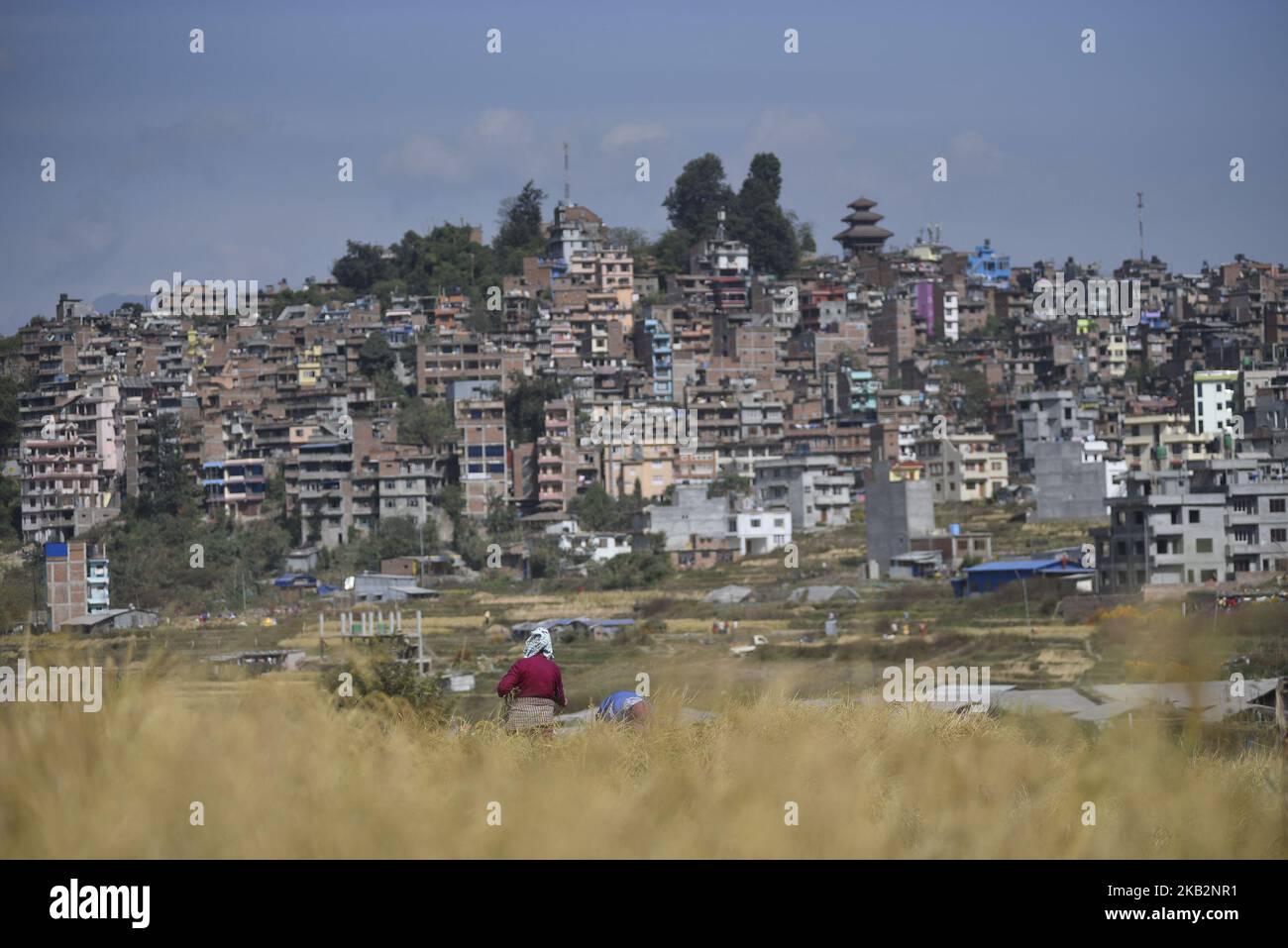A Nepalese farmer cutting rice plants for further harvesting at ...