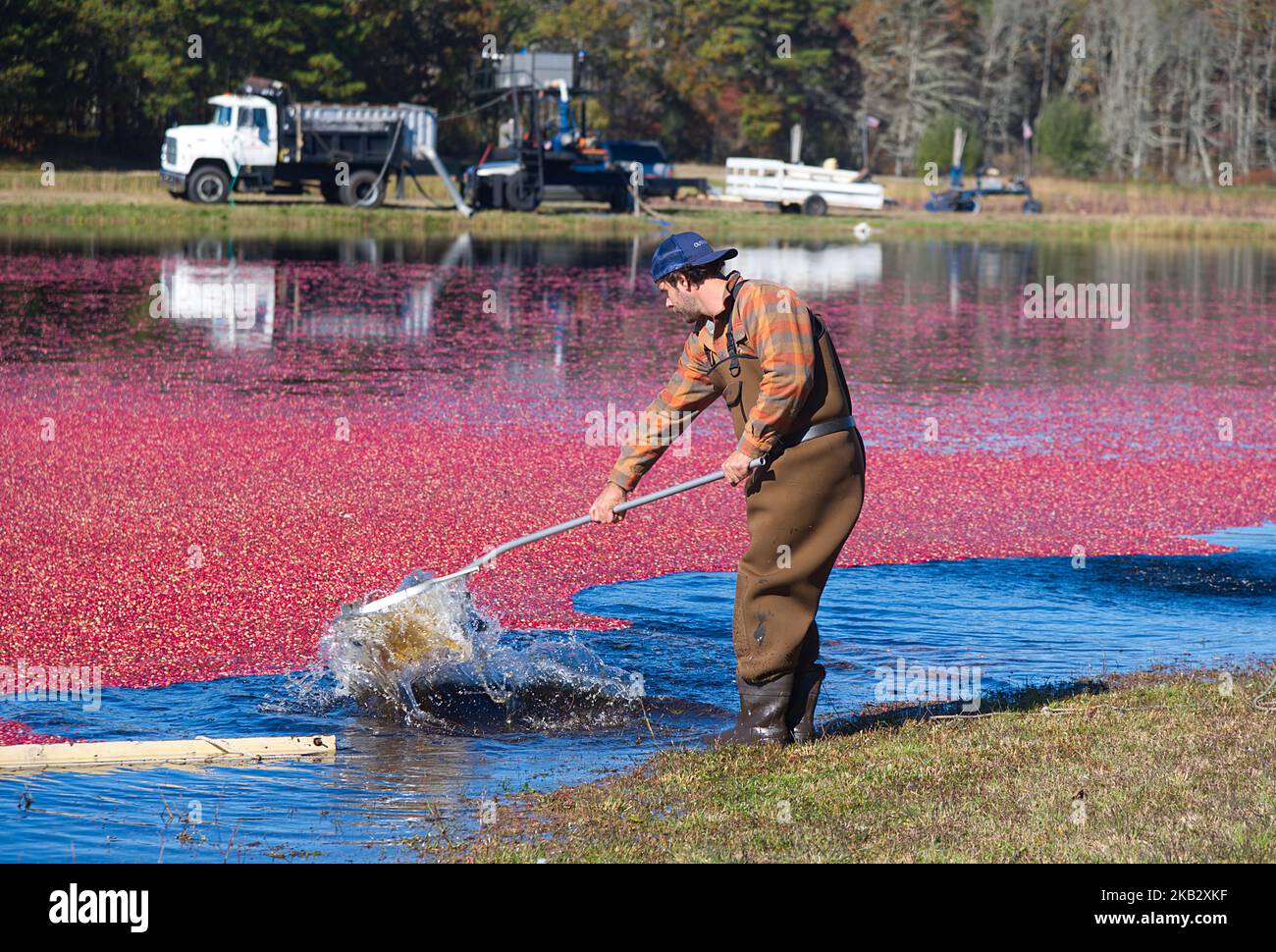 Cranberry Harvest in West Yarmouth, Massachusetts (USA) on Cape Cod. A worker collecting berries Stock Photo