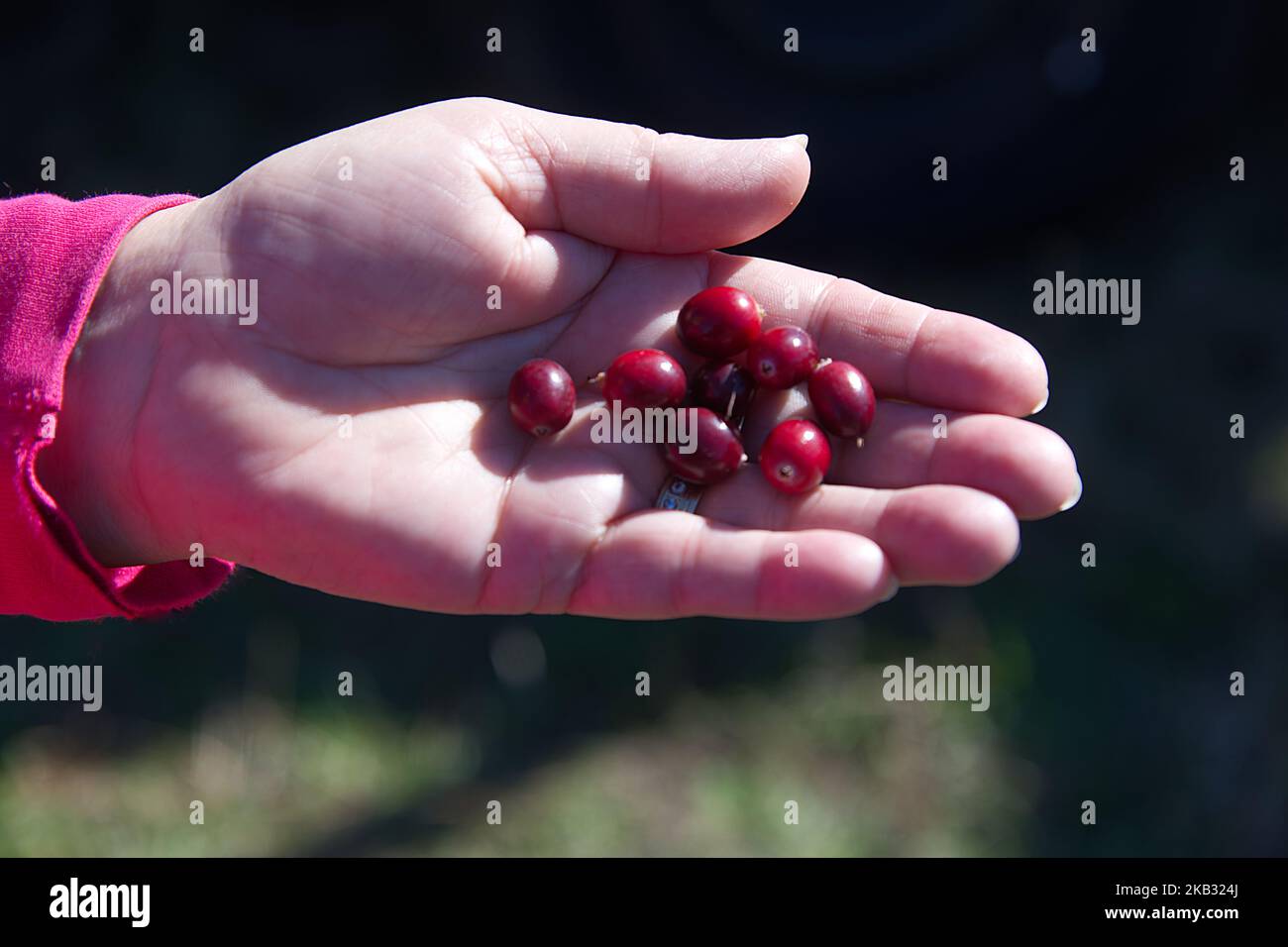 Cranberry Harvest in West Yarmouth, Massachusetts (USA) on Cape Cod. A