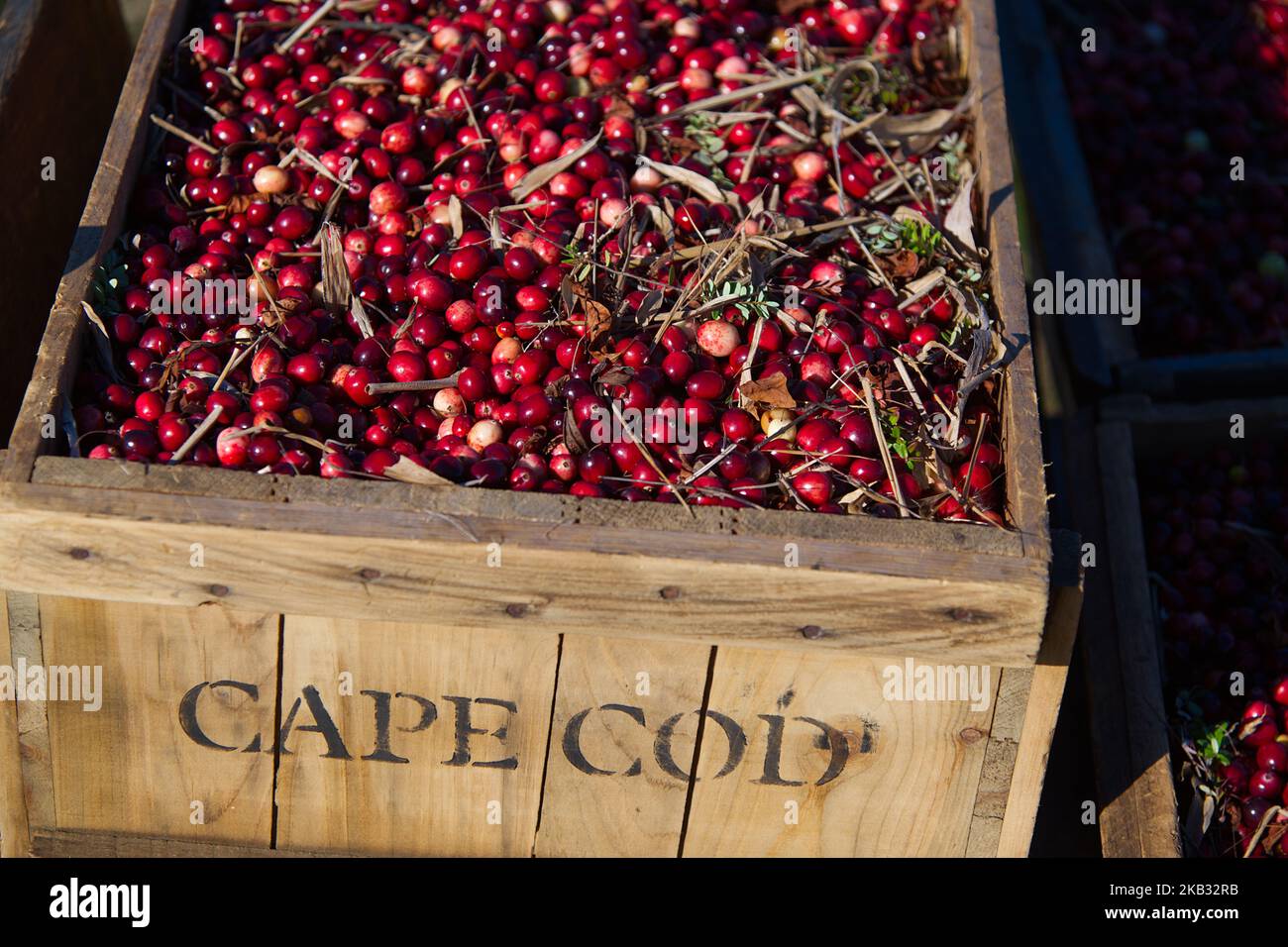 Cranberry Harvest in West Yarmouth, Massachusetts (USA) on Cape Cod. A box of dry harvested cranberries Stock Photo