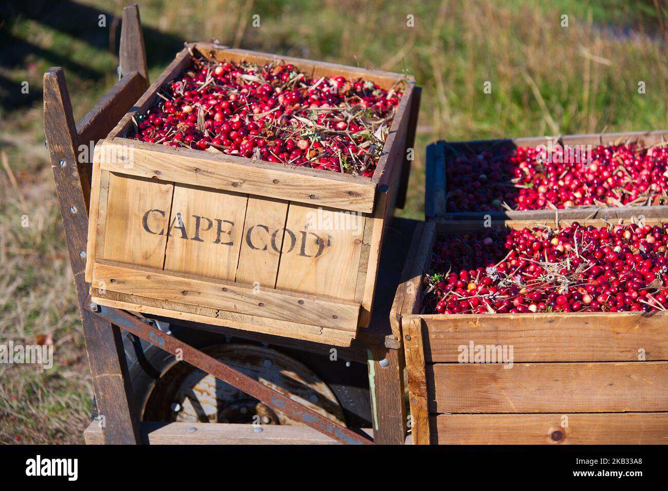 Cranberry Harvest in West Yarmouth, Massachusetts (USA) on Cape Cod. Boxes of dry harvested cranberries Stock Photo