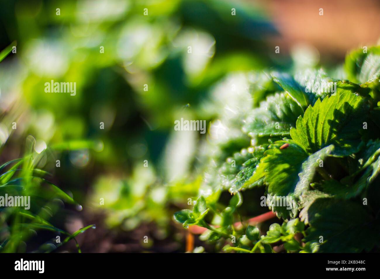 Strawberry crops planted in soil get ripe under sun. Cultivated land