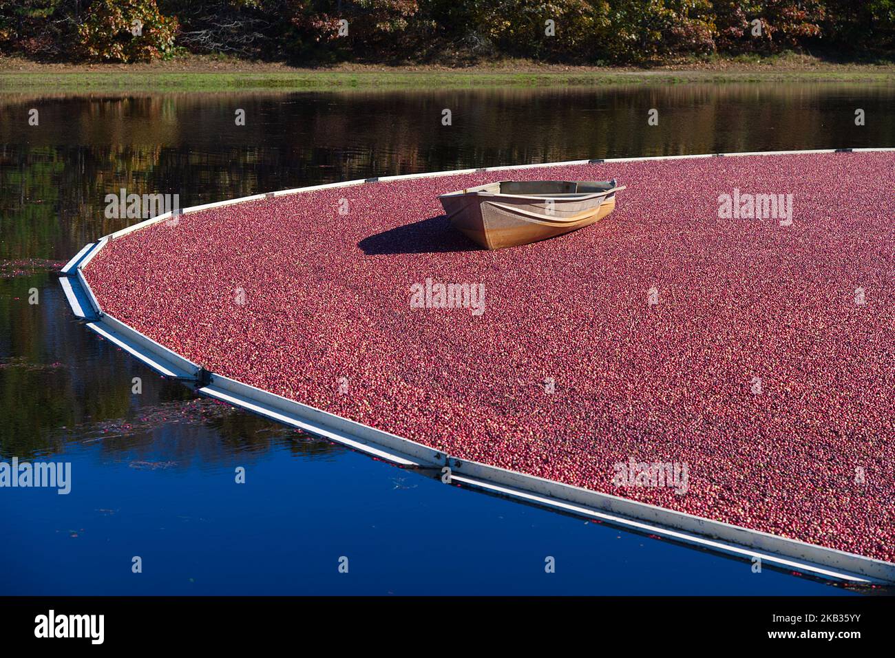 Cranberry Harvest in West Yarmouth, Massachusetts (USA) on Cape Cod.  Rounded up cranberries in a farmer's bog Stock Photo