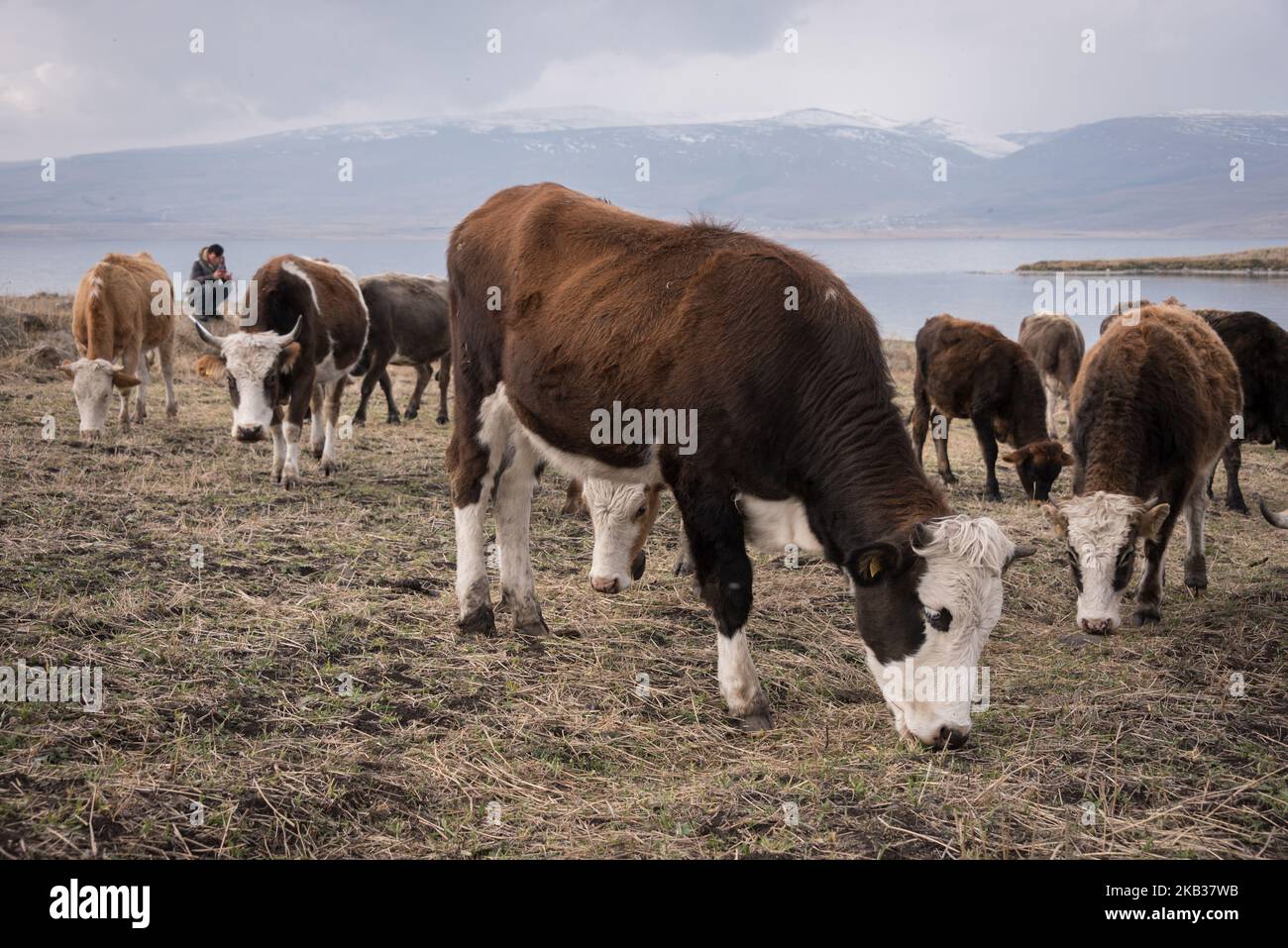 On 12 November 2018, a pastor grazes his cows and cattle on the shores of Lake Cildir, a large freshwater lake in the Ardahan province in the northeastern part of Turkey. (Photo by Diego Cupolo/NurPhoto) Stock Photo