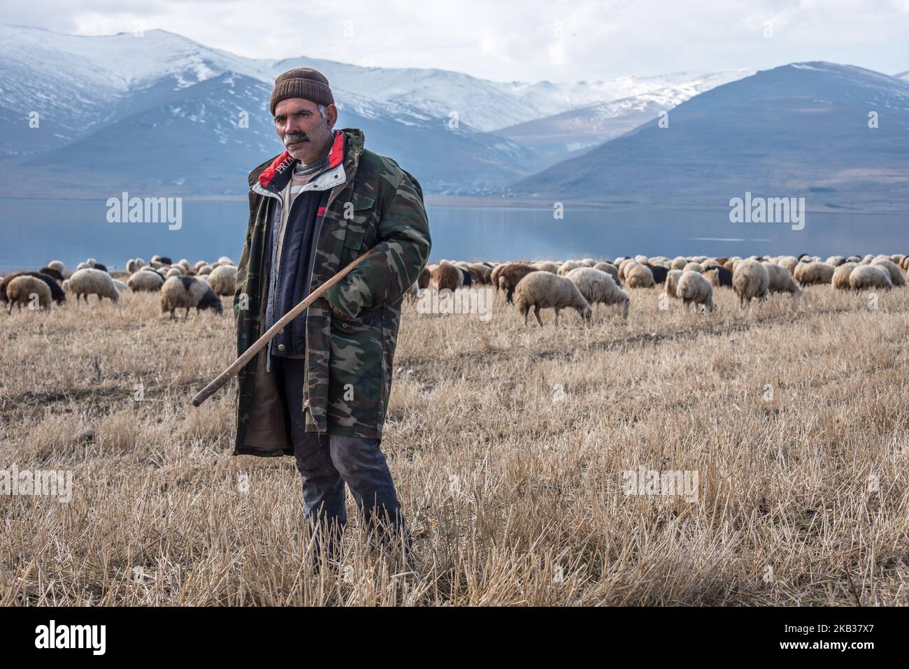 On 12 November 2018, a pastor grazes his sheep and goats on the shores of Lake Cildir, a large freshwater lake in the mountainous Ardahan province in the northeastern part of Turkey. (Photo by Diego Cupolo/NurPhoto) Stock Photo