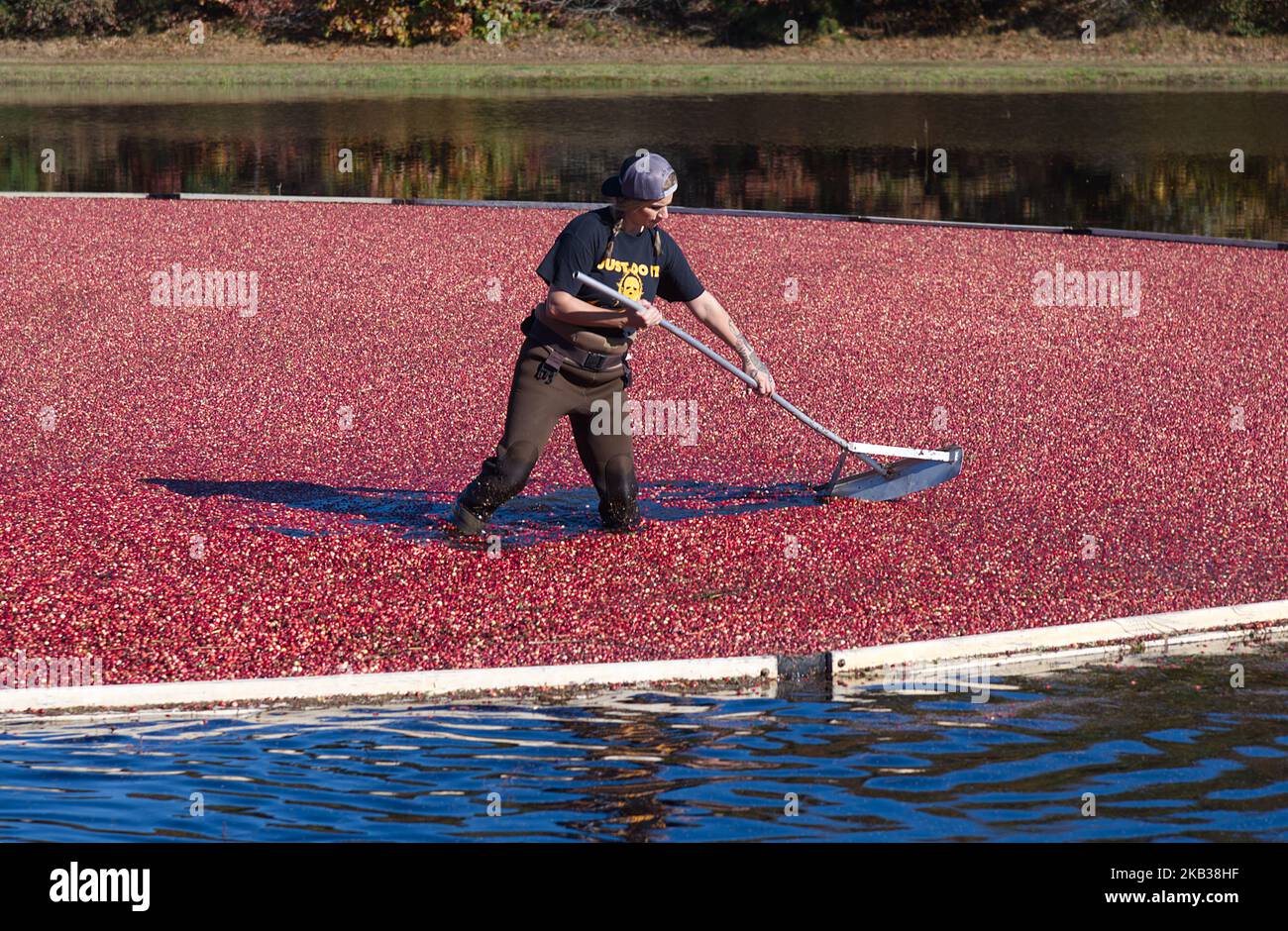 Cranberry Harvest in West Yarmouth, Massachusetts (USA) on Cape Cod