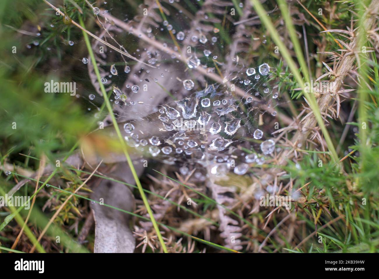some water drops trapped in a spiderweb after rain Stock Photo