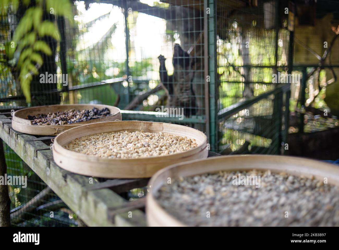 Beans collected from the excrement of civets at Kopi luwak farm and