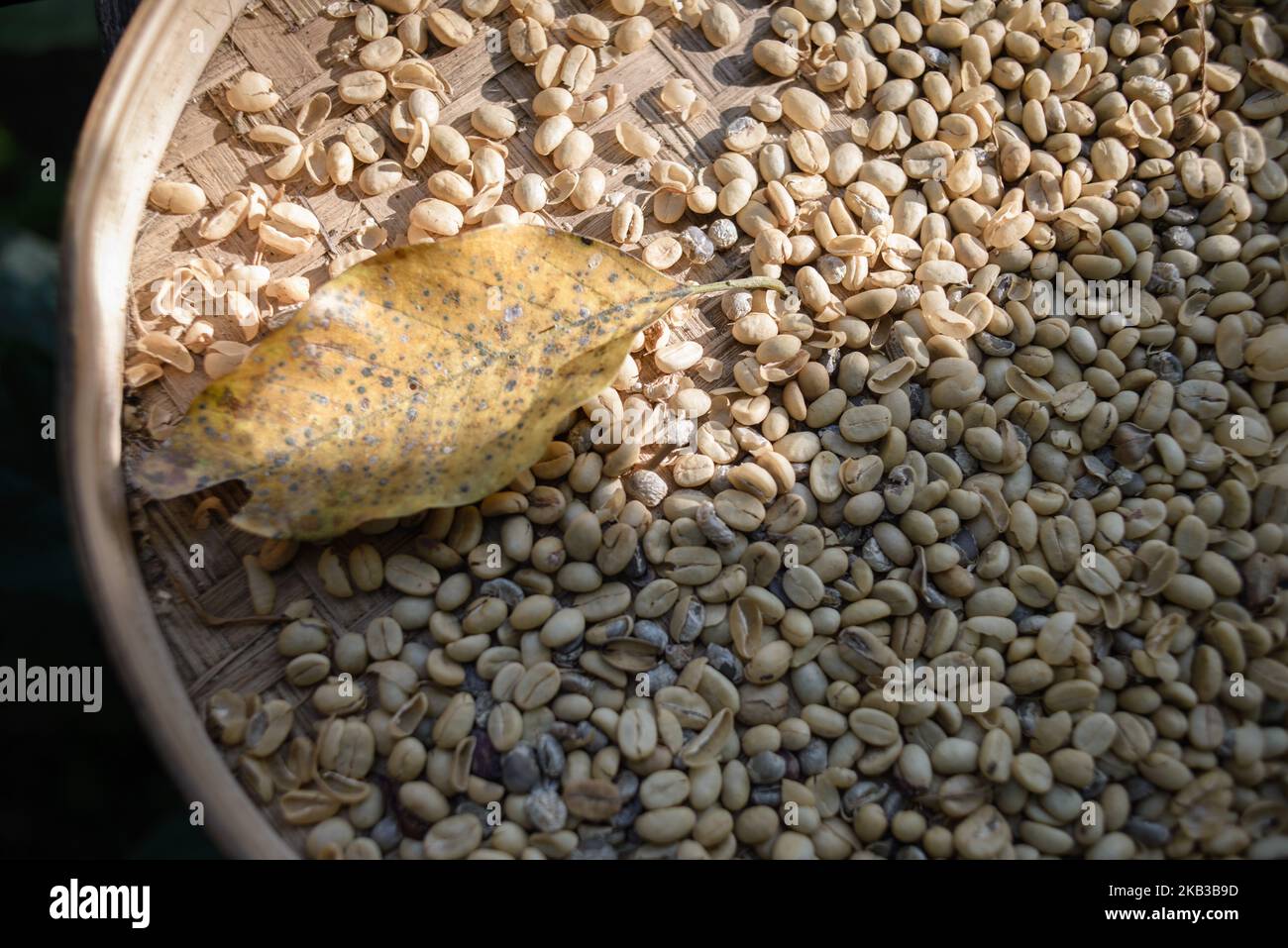 Beans collected from the excrement of civets at Kopi luwak farm and