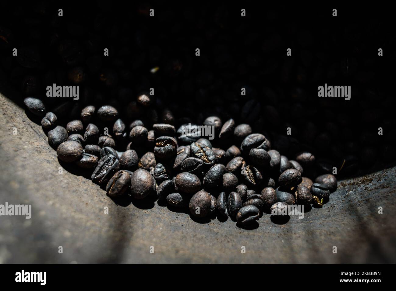 Rosted coffee beans collected from the excrement of civets at Kopi