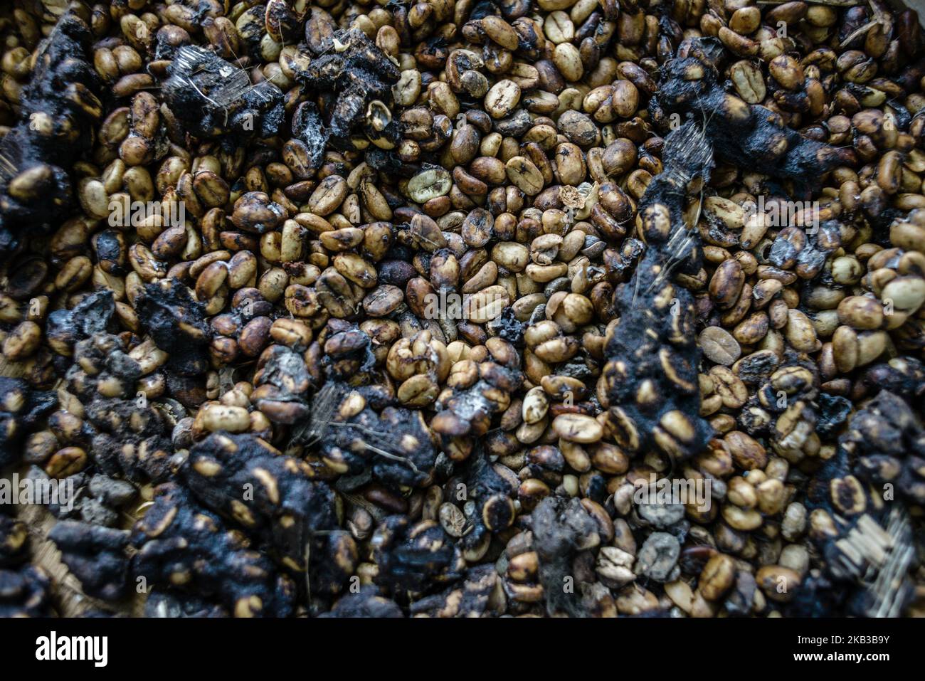 Beans collected from the excrement of civets at Kopi luwak farm and
